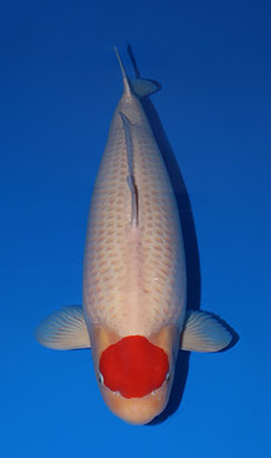 受賞魚：仙助（Sensuke）の鯉（Koi）は、島根県松江市の松江錦鯉センターへお任せください